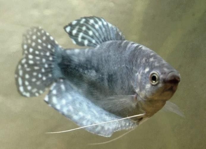 藍龍魚長什么樣子圖片大全圖解