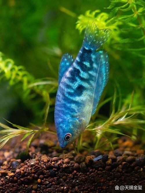 藍龍魚長什么樣子圖片大全圖解