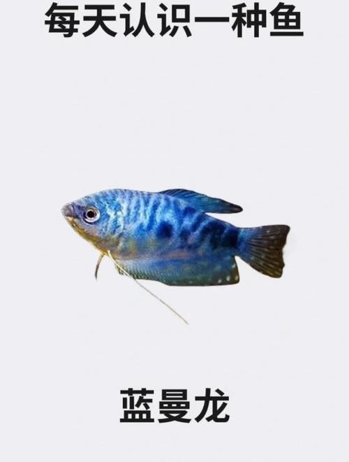 藍龍魚長什么樣子圖片大全圖解