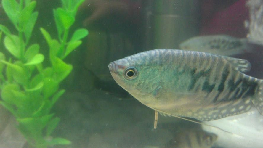 藍龍魚長什么樣子圖片大全圖解