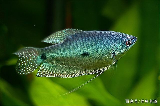 藍龍魚長什么樣子圖片大全圖解