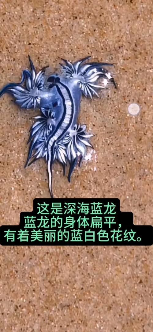 藍龍魚長什么樣子圖片大全圖解