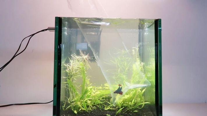 各種雷龍魚能長多大呢（常見雷龍魚品種的體長信息）