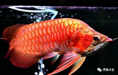 過背金龍魚苗養殖需要注意什么？
