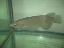 25公分龍魚幾個(gè)月大:龍魚的年齡怎么算 龍魚百科 第1張 25公分龍魚幾個(gè)月大:龍魚的年齡怎么算 25公分龍魚幾個(gè)月大:龍魚的年齡怎么算 龍魚百科 第1張