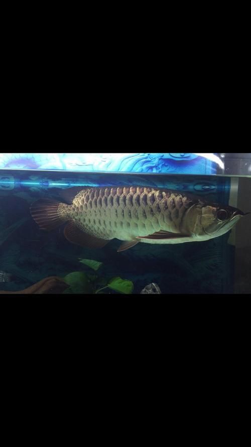 金龍魚爬背的詳細圖解