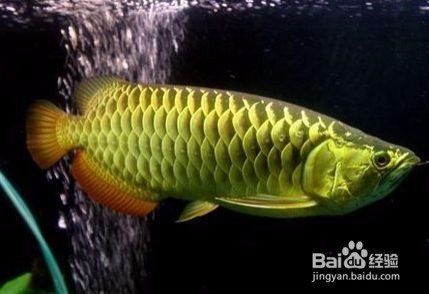 金龍魚爬背的詳細圖解