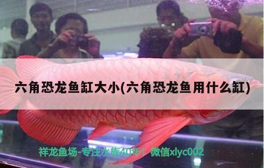 六角恐龍魚用什么魚缸好（六角恐龍魚適宜水溫范圍如何維護六角恐龍魚水質）