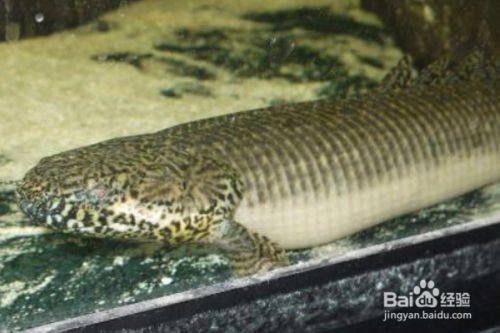 虎斑恐龍魚吃飼料嗎怎么喂（虎斑恐龍魚的飼料選擇和喂養方法）