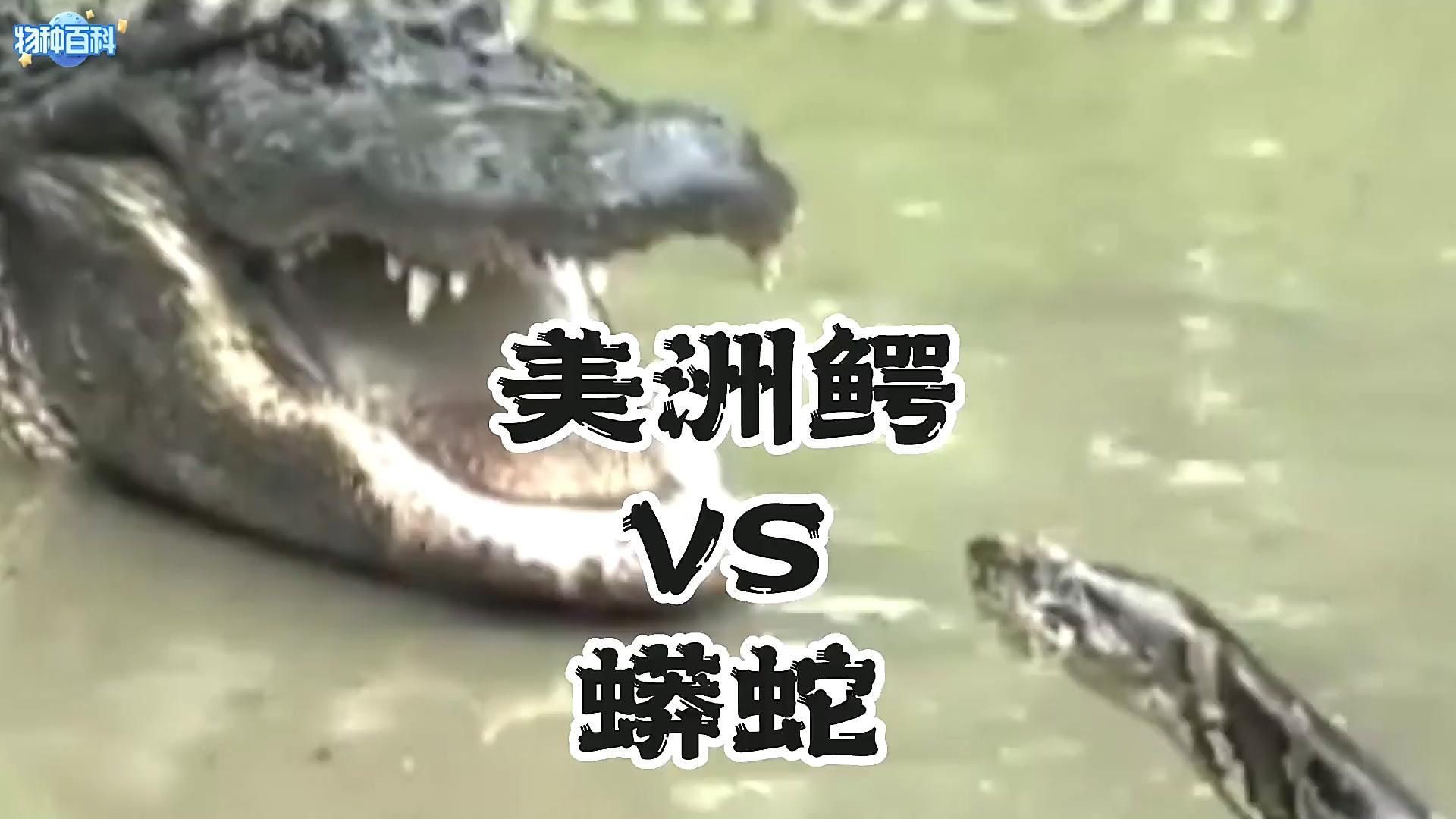 蟒蛇VS鱷魚