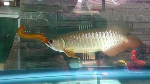 金龍魚兇嗎，金龍魚混養注意事項