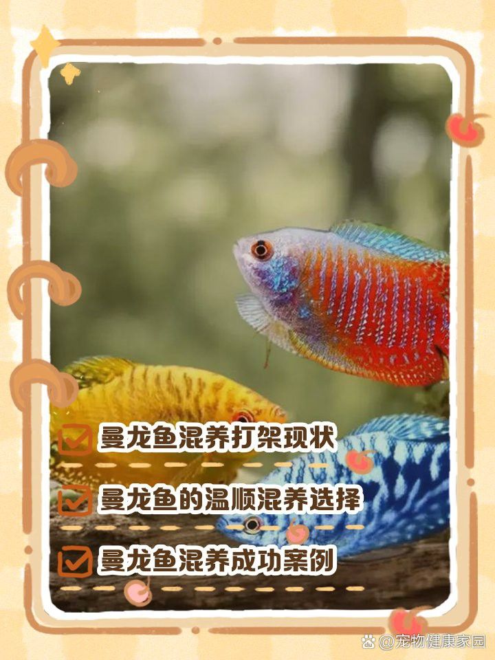 曼龍魚混養(yǎng)的最佳數(shù)量