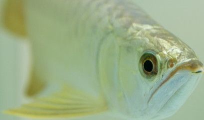 為什么要給龍魚喂蜈蚣：喂食蜈蚣對龍魚的發色是有作用的