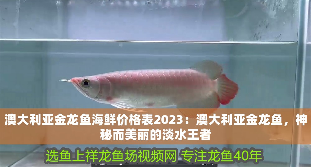 澳大利亞金龍魚(yú)海鮮價(jià)格表2023：澳大利亞金龍魚(yú)，神秘而美麗的淡水王者