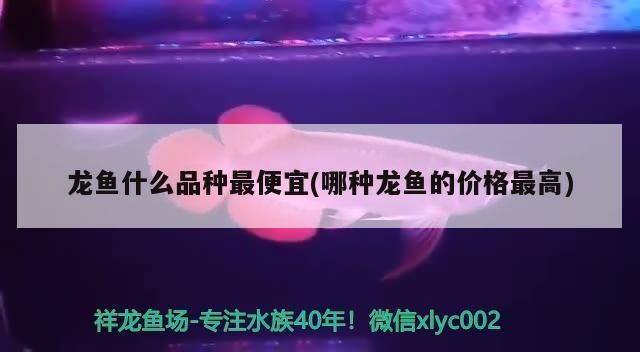 龍魚最便宜的品種排名第一是什么：最便宜的龍魚品種——銀龍魚
