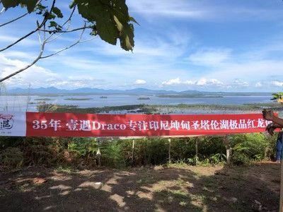 龍魚魚缸寬度是多少：如何選擇適合龍魚的魚缸