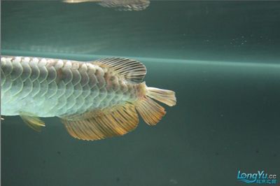 龍魚的疾病預(yù)防與治療圖片高清大圖：龍魚常見疾病早期識(shí)別方法：龍魚常見疾病及其治療方法