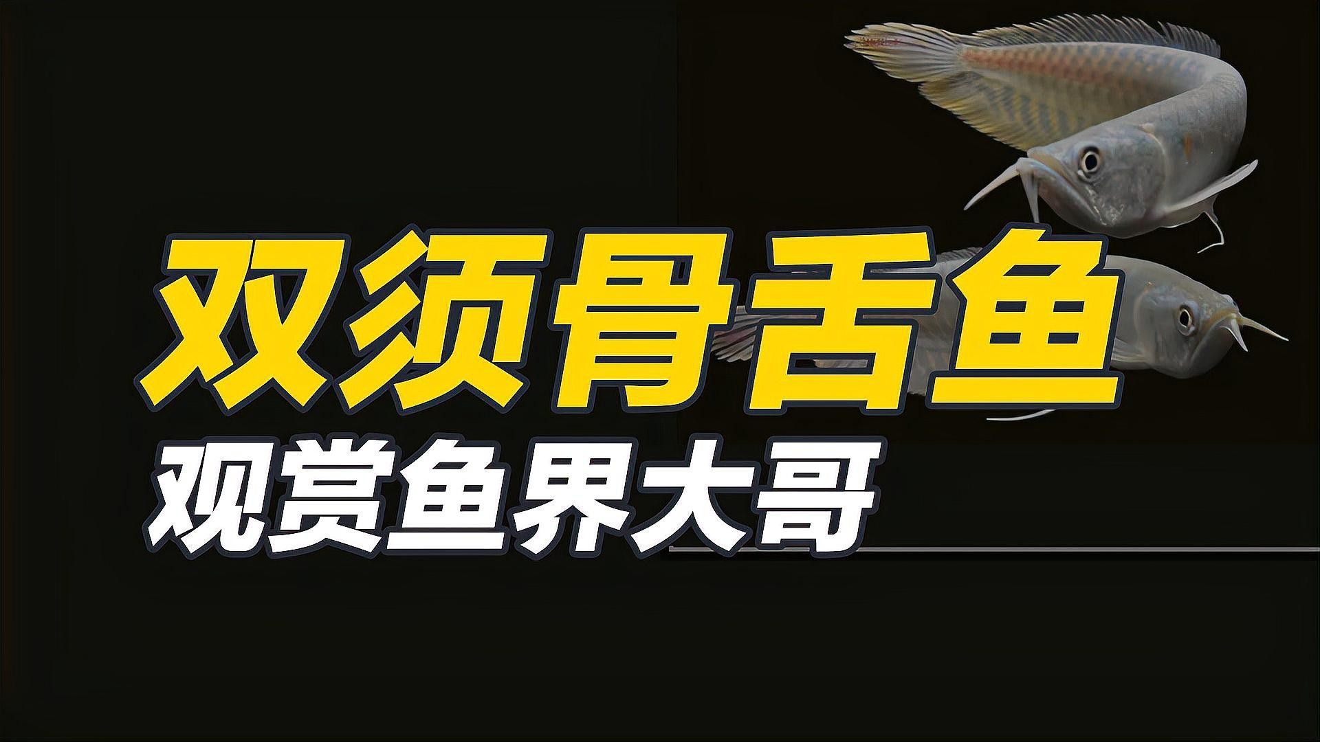 銀龍魚為什么叫銀龍魚呢圖片