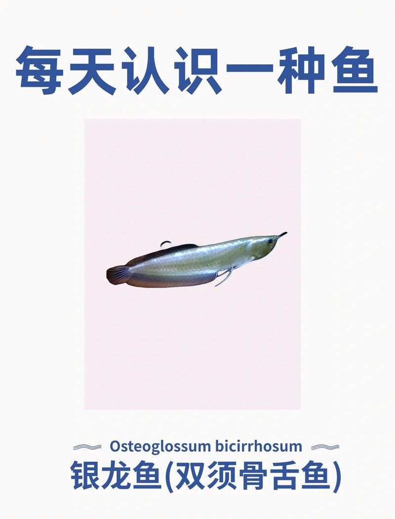 銀龍魚為什么叫銀龍魚呢圖片