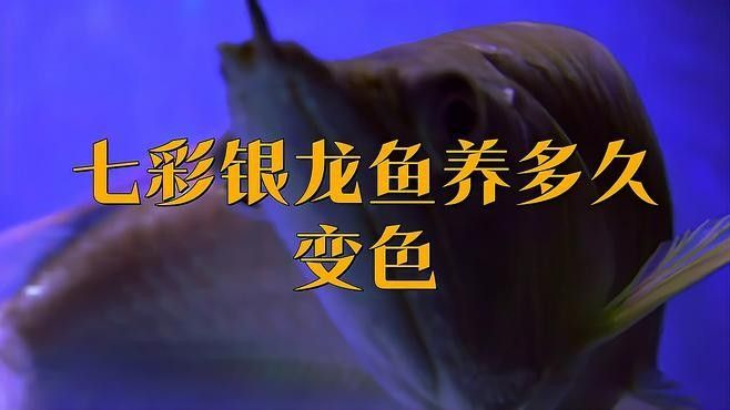 銀龍魚為什么叫銀龍魚呢圖片