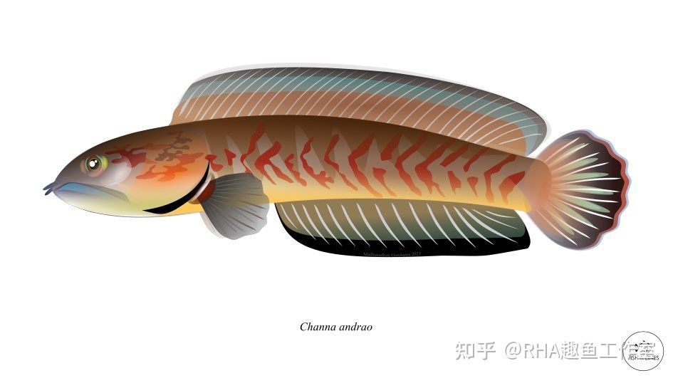 龍魚多久喂一次飼料合適：龍魚一般多久喂一次飼料合適，龍魚喂食的注意事項