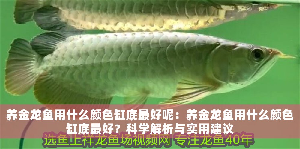 養金龍魚用什么顏色缸底最好呢：養金龍魚用什么顏色缸底最好？科學解析與實用建議