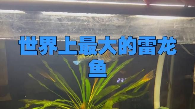 什么雷龍魚長最大