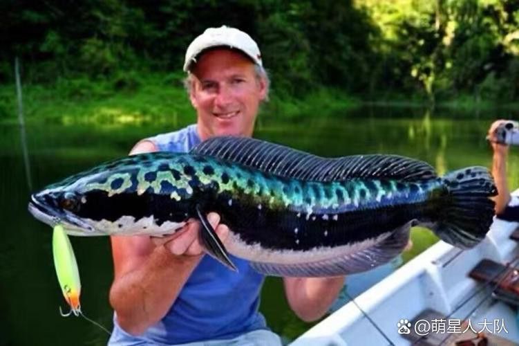 什么雷龍魚長最大