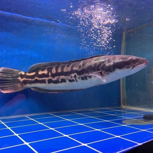 什么雷龍魚長最大