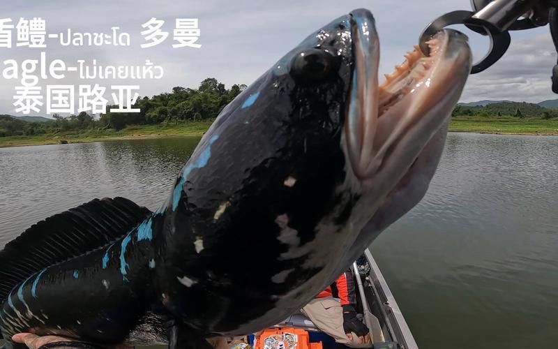 什么雷龍魚長最大