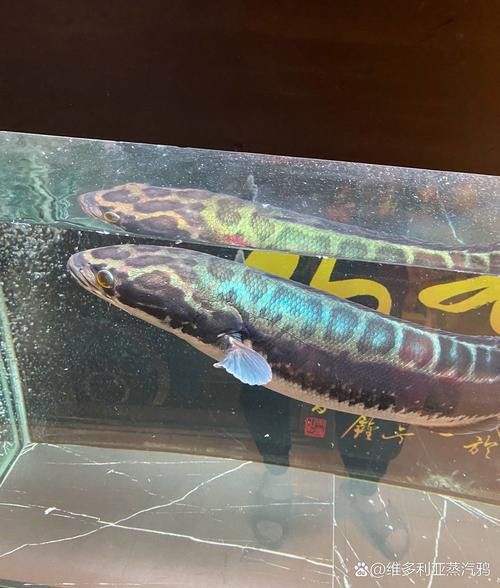 什么雷龍魚長最大