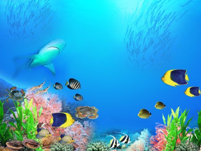 龍魚缸背景圖選擇圖片大全：紅龍魚缸背景圖的選擇