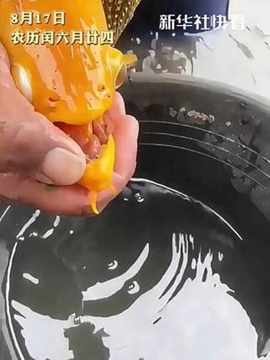 哪里可以購買到純種的白子過背金龍？