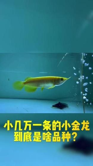 哪里可以購買到純種的白子過背金龍？