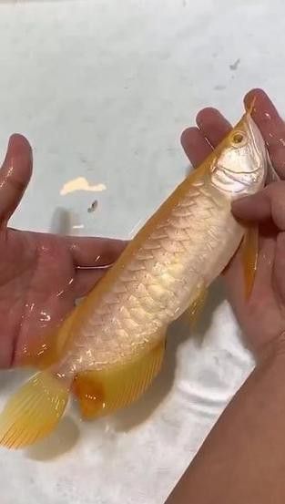 哪里可以購買到純種的白子過背金龍？