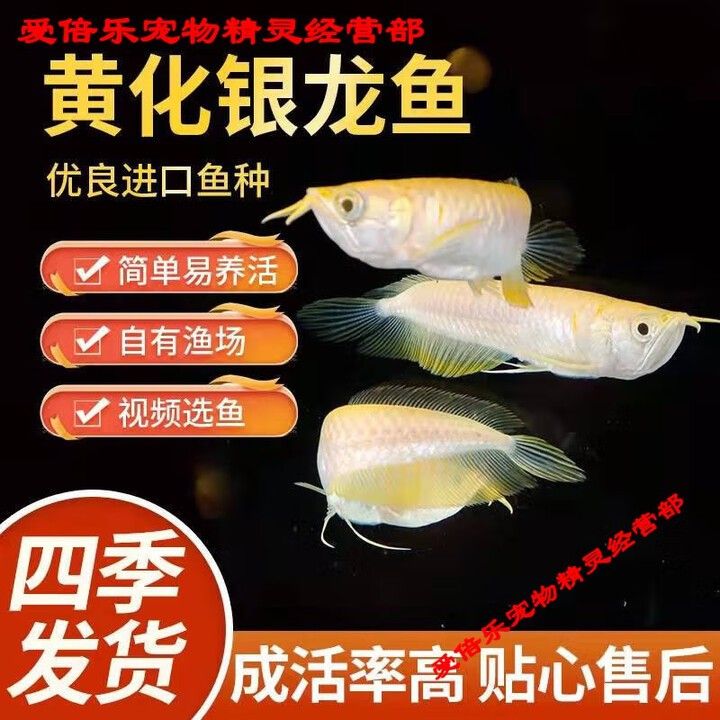 哪里可以購買到純種的白子過背金龍？