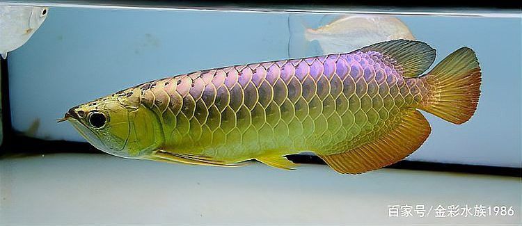 短身龍魚繁殖需要哪些特殊條件？