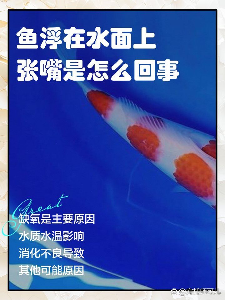 金龍魚張大嘴巴是因為困了嗎