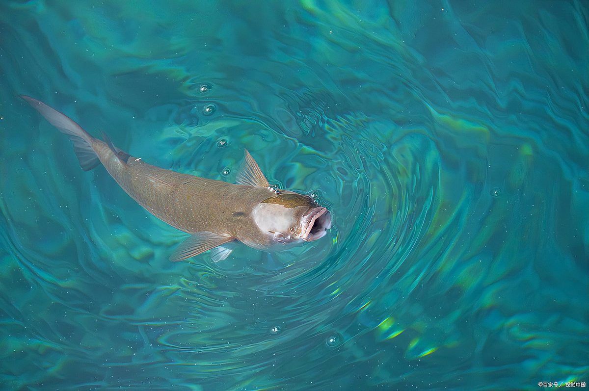 金龍魚張大嘴巴是因為困了嗎