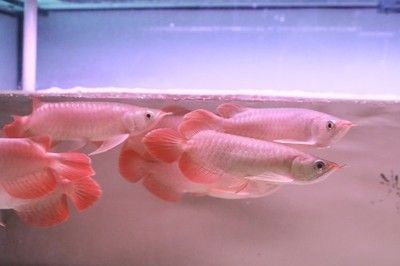 龍魚跟什么魚一起養(yǎng)不打架，與龍魚一起飼養(yǎng)的魚類