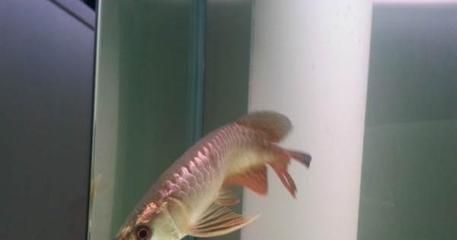 金龍魚頭朝上尾朝下怎么治：金龍魚頭朝上尾朝下怎么辦
