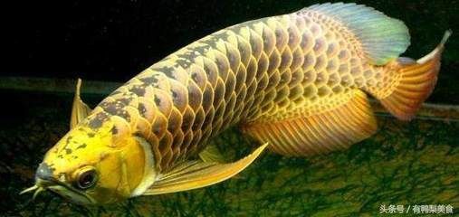 金龍魚一直不停的張嘴：金龍魚一直不停地張嘴可能有多種原因 金龍魚一直不停的張嘴：金龍魚一直不停地張嘴可能有多種原因 龍魚百科 第3張