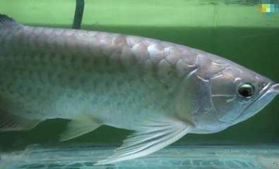 金龍魚一直不停的張嘴：金龍魚一直不停地張嘴可能有多種原因 金龍魚一直不停的張嘴：金龍魚一直不停地張嘴可能有多種原因 龍魚百科 第1張