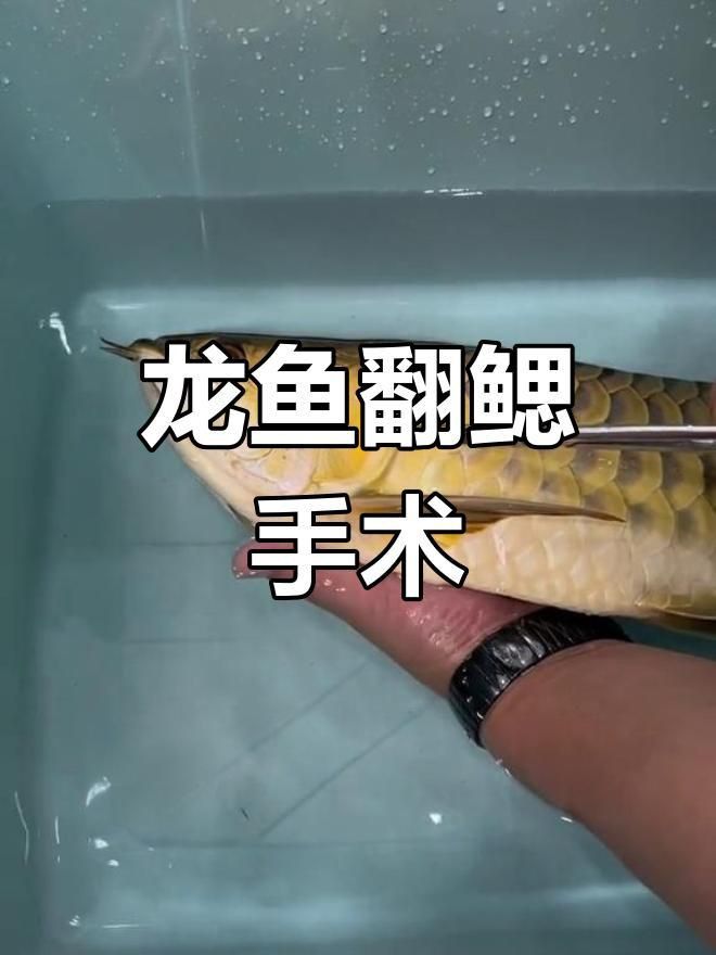 龍魚鰓蓋脫落手術風險大嗎？