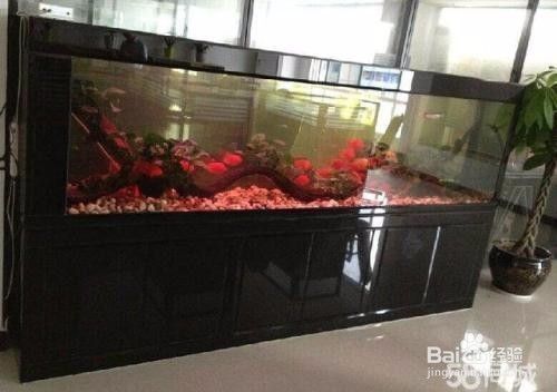 魚缸如何養魚，魚缸水質檢測方法,魚缸加熱棒使用指南