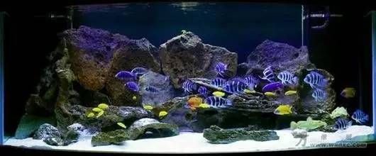 魚缸如何養魚，魚缸水質檢測方法,魚缸加熱棒使用指南