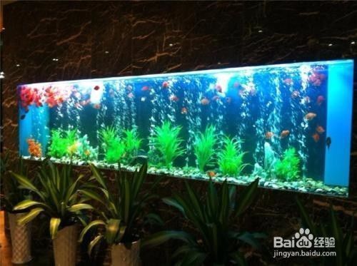魚缸如何養魚，魚缸水質檢測方法,魚缸加熱棒使用指南