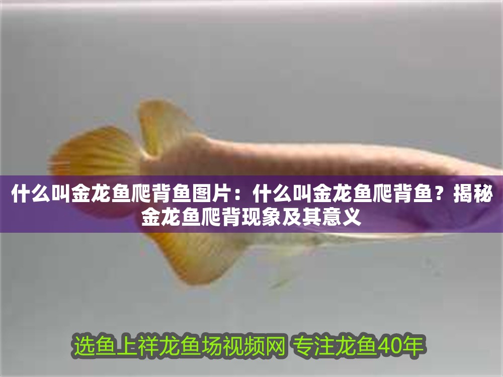 什么叫金龍魚爬背魚圖片：什么叫金龍魚爬背魚？揭秘金龍魚爬背現象及其意義