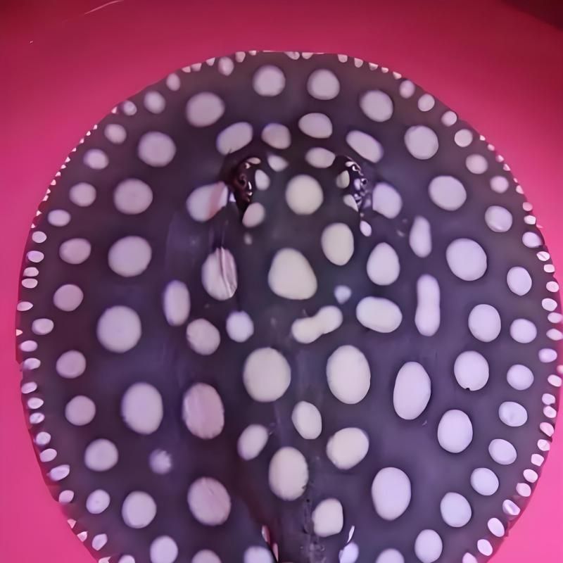 魔鬼魚又叫什么名
