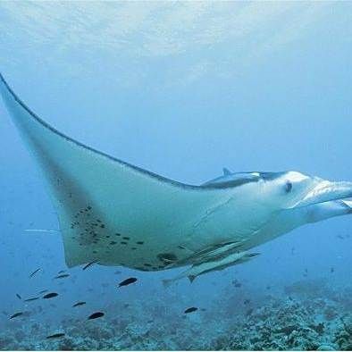 魔鬼魚又叫什么名